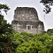 Vista del Templo IV (il più alto, 70m) dalla fitta giungla di Tikal