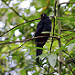 Uccelli nel parco metropolitano di Panamà