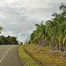 Strada tra Dominical e Quepos