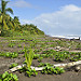 Resti di vegetazione sulla spiaggia di Tortuguero