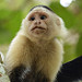 Scimmia capuccino (mono de cara blanca)