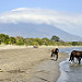 Cavalli selvatici si abbeverano nel lago de Nicaragua