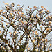Folto gruppo di uccelli appollaiati su un albero