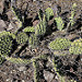 Altra specie di cactus in San Augustin de Valle Fertil