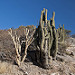 Le forme complesse dei cactus in San Augustin de Valle Fertil