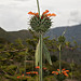 Flora della provincia di Ayacucho (6)