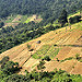 I profili coltivati delle colline verso Almolonga
