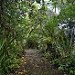 Sentiero nel parco nazionale Tortuguero a pochi passi dalla spiaggia
