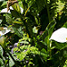 Flora in Los Quetzales