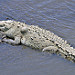 Un grande coccodrillo americano sul rio Tarcoles