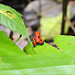 Una rana rossa con il suo cucciolo sulla schiena