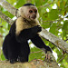 Scimmia capuccino in Cahuita