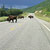 Bisonti sulla Alaska Highway - Canada