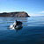 Coppia di delfini nella Baja California - Messico